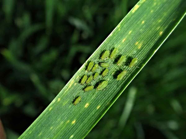 Mšice jsou přenašeči viru BYDV Mšice jsou přenašeči viru BYDV