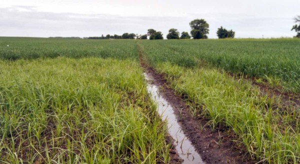 Kamy&scaron;n&iacute;ky se rychle &scaron;&iacute;ř&iacute; v&nbsp;mezer&aacute;ch v&nbsp;porostech