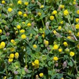 Ošetření semenných porostů jetelovin a dalších pícnin: Tolice (vojtěšky) Ošetření semenných porostů jetelovin a dalších pícnin: Tolice (vojtěšky)