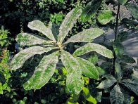 Padlí na azalce Padlí na azalce