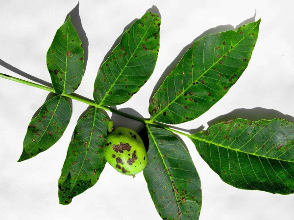 Bakteriální skvrnitost ořešáků Bakteriální skvrnitost ořešáků