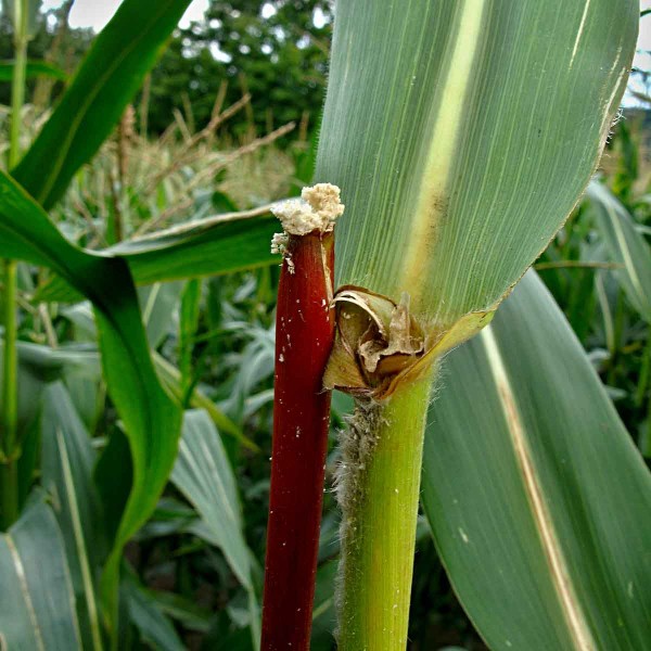 Zavíječ kukuřičný - lámavost stonku Zavíječ kukuřičný - lámavost stonku