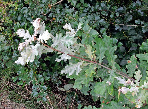 Padl&iacute; na dubu