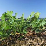 Ochrana porostů řepky ozimé proti plevelům v jarním období Ochrana porostů řepky ozimé proti plevelům v jarním období