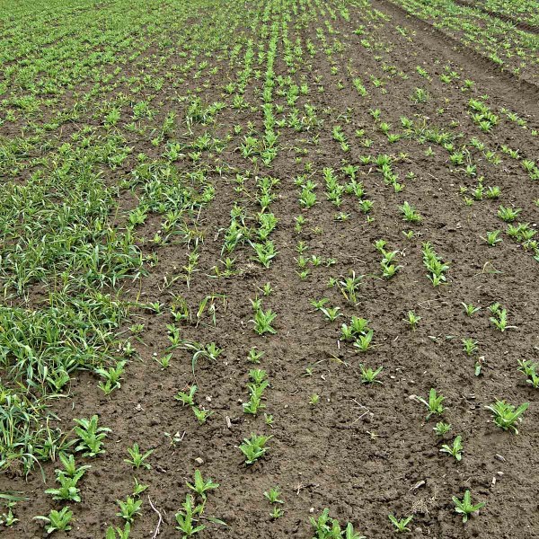 Mezerovitost máku způsobená krytonoscem kořenovým Mezerovitost máku způsobená krytonoscem kořenovým