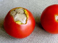 Suchá hniloba květního konce plodů paprik Suchá hniloba květního konce plodů paprik