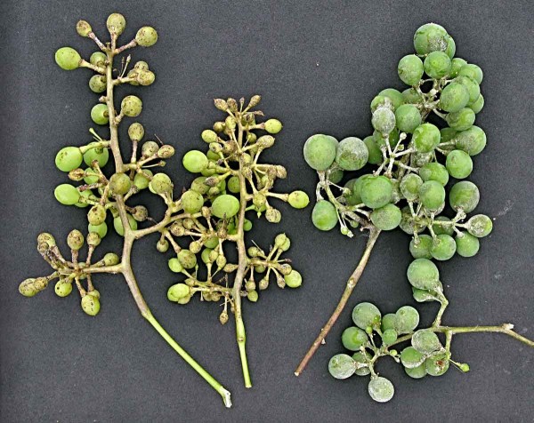 Plíseň révy (vlevo) a padlí révy na bobulích Plíseň révy (vlevo) a padlí révy na bobulích