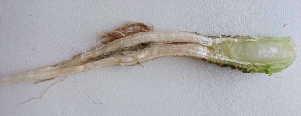 Sivo sfarben&eacute; cievne zv&auml;zky na priereze koreňa repky na jar, 24. apr&iacute;la