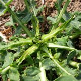 Aktu&aacute;ln&iacute; přehled ochrany poln&iacute;ch plodin - březen a&nbsp;duben 2019