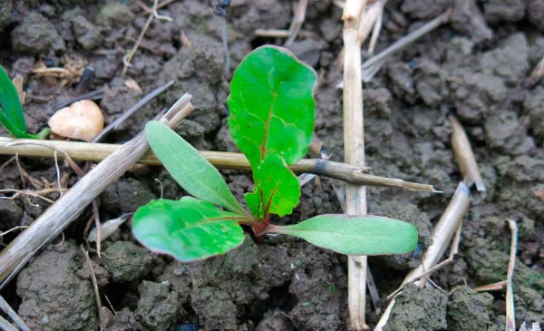 Kl&iacute;čn&iacute; rostlina pleveln&eacute; řepy