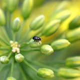 Rezistence řepkov&yacute;ch &scaron;kůdců proti různ&yacute;m druhům insekticidů
