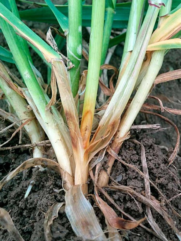 Obr. 2: B&aacute;ze st&eacute;bel napaden&eacute; st&eacute;blolamem