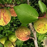 Aktu&aacute;ln&iacute; přehled ochrany zahrad, sadů a&nbsp;vinic - květen a&nbsp;červen 2020