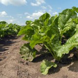 Co je nov&eacute;ho v&nbsp;biologick&eacute; ochraně  poln&iacute;ch plodin?