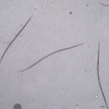 Hospod&aacute;řsky v&yacute;znamn&eacute; druhy fytoparazitick&yacute;ch h&aacute;ď&aacute;tek na &uacute;zem&iacute; ČR