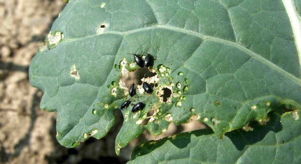 Dřepčíci na listu zelí Dřepčíci na listu zelí