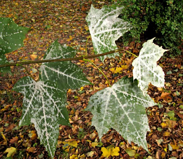 Padlí na javoru Padlí na javoru