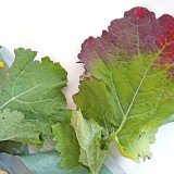 Problematika vir&oacute;z řepky v&nbsp;ročn&iacute;ku 2017/18