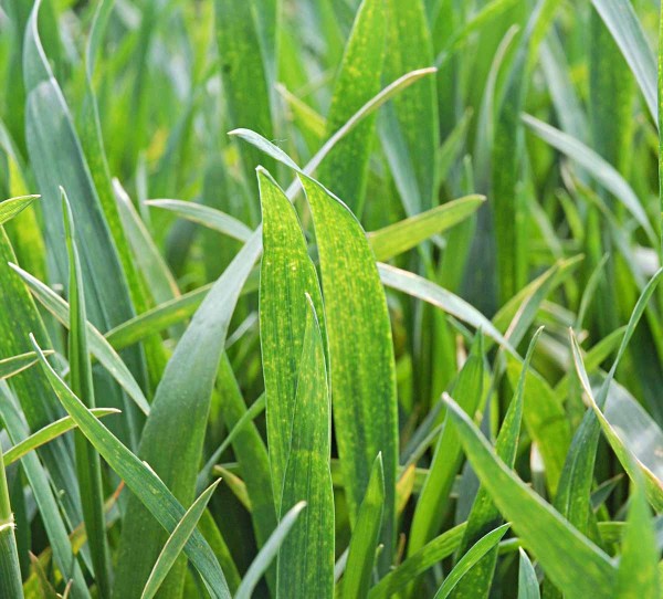 Obr. 6: Skvrnky ve fázi sloupkování - nejsou patogenního původu Obr. 6: Skvrnky ve fázi sloupkování - nejsou patogenního původu