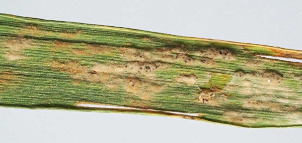 Obr. 3: Padl&iacute; travn&iacute; na listu p&scaron;enice