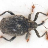 Ochranu proti stonkov&yacute;m krytonoscům komplikuje oteplov&aacute;n&iacute; a&nbsp;rezistence bl&yacute;sk&aacute;čků vůči pyretroidům