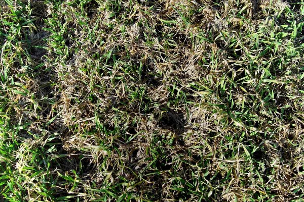 Sněžn&aacute; pl&iacute;sňovitost obilnin (pl&iacute;seň sněžn&aacute;)