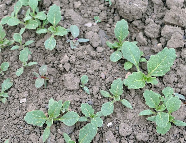 Kl&iacute;čn&iacute; rostliny lilku leskloplod&eacute;ho