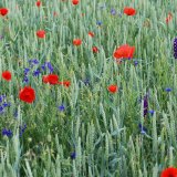 Vliv stř&iacute;d&aacute;n&iacute; plodin na v&yacute;skyt plevelů