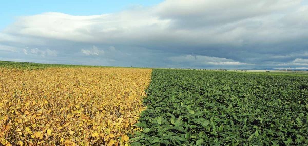 Porovn&aacute;n&iacute; ranosti odrůd Ambella (0000-) a&nbsp;Atacama (00) na&nbsp;lokalitě Stra&scaron;kov