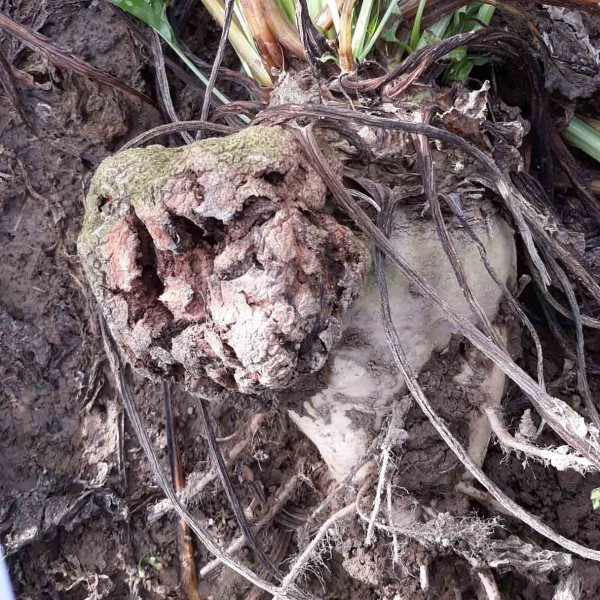 Rhizobium radiobacter - př&iacute;znaky napaden&iacute; (K. Jedličkov&aacute;)