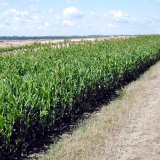 V&yacute;znam celistvosti rostlin pro &scaron;lechtěn&iacute;