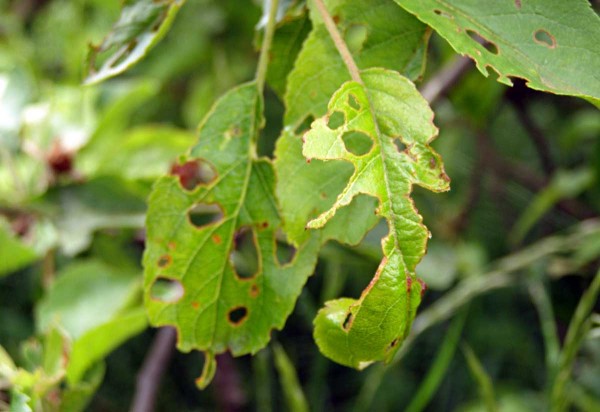 Meruňky bývají v posledních letech silně poškozovány píďalkami Meruňky bývají v posledních letech silně poškozovány píďalkami