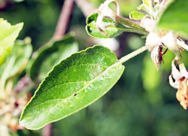 Rané příznaky poškození strupovitostí jabloně Rané příznaky poškození strupovitostí jabloně