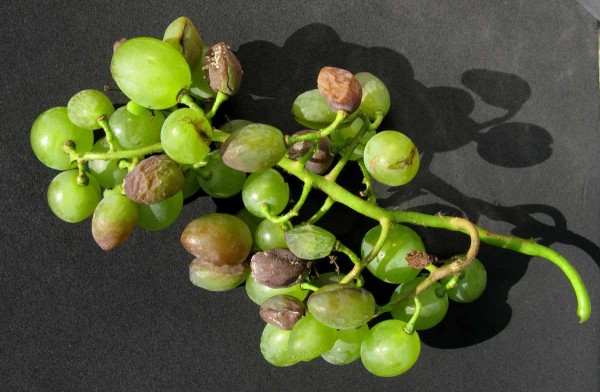 Abiotického vadnutí hroznů Abiotického vadnutí hroznů