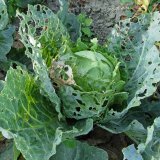 Aktu&aacute;ln&iacute; přehled ochrany zahrad, sadů a&nbsp;vinic - z&aacute;ř&iacute;, ř&iacute;jen a&nbsp;listopad 2018