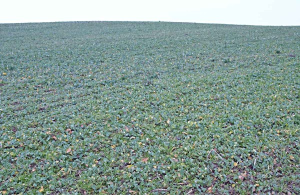 Výdrol řepky je také významným rezervoárem TuYV Výdrol řepky je také významným rezervoárem TuYV