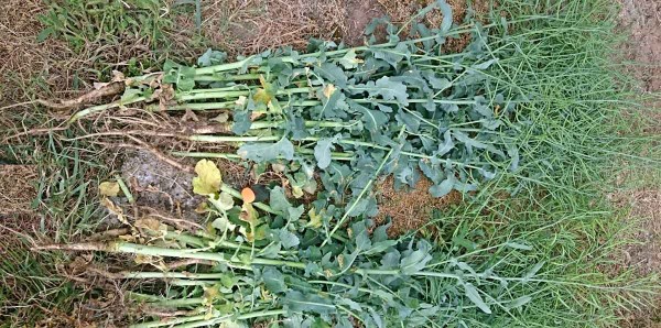 Zelen&eacute; rastliny repky bez viditeľn&yacute;ch sympt&oacute;mov chor&ocirc;b na stonk&aacute;ch odobrat&eacute; k&nbsp;hodnoteniu zdravotn&eacute;ho stavu koreňov 9. m&aacute;ja