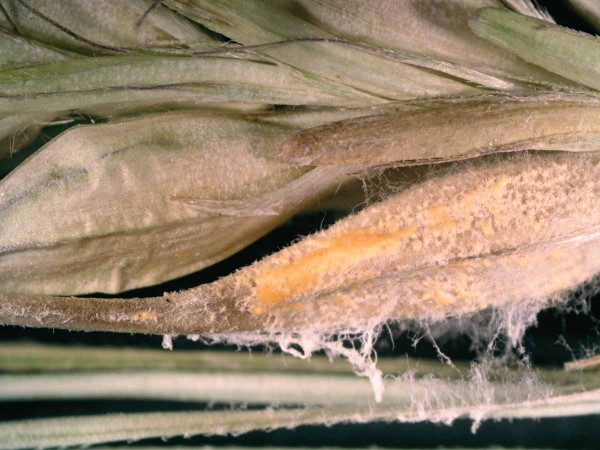 obr. 5 Sporodochia na klasu