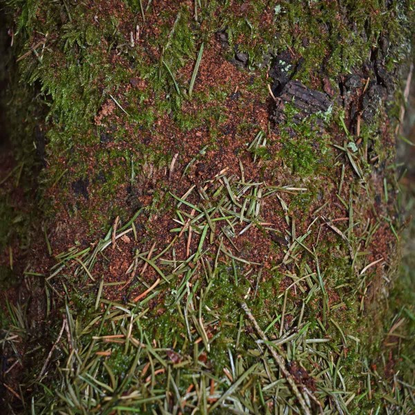 Drtinky na patě kmene Drtinky na patě kmene