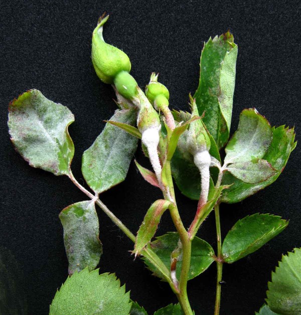 Padlí růžové Padlí růžové