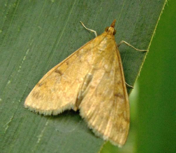 Zavíječ kukuřičný Zavíječ kukuřičný