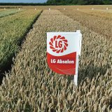 Ran&eacute; odrůdy p&scaron;enice jako předplodina pro řepku