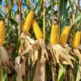 Ran&yacute; zrnov&yacute; hybrid v&nbsp;pokusu překonal hranici 21 tun