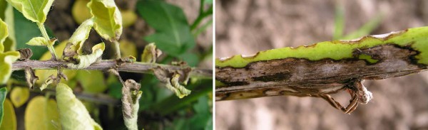 Př&iacute;znaky napaden&iacute; patogenem Colletotrichum coccodes