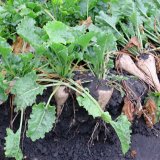 Vliv hlubok&eacute;ho kypřen&iacute; půdy s&nbsp;hnojen&iacute;m do depa na produkci cukrov&eacute; řepy