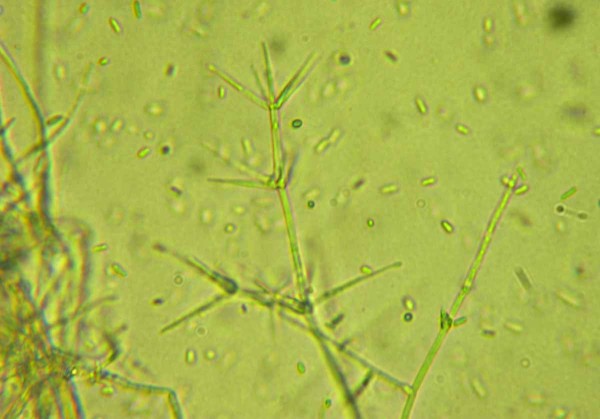 Verticillium sp.