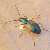 Přirozen&iacute; nepř&aacute;tel&eacute; &scaron;kůdců řepky a&nbsp;jejich v&yacute;znam