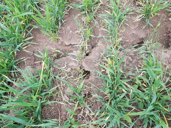 Obr. 12: Poškození ozimé pšenice hrabošem v dubnu Obr. 12: Poškození ozimé pšenice hrabošem v dubnu
