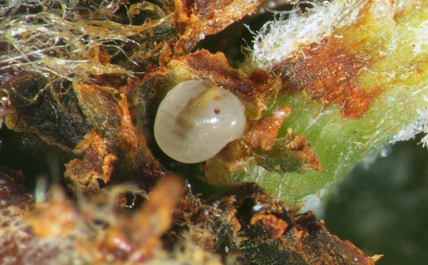 Vaj&iacute;čko pilatky jablečn&eacute; těsně před l&iacute;hnut&iacute;m housenice najdeme v&nbsp;sadech v&nbsp;prvn&iacute; dek&aacute;dě května