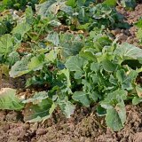 Stonkov&iacute; krytonosci na ozim&eacute; řepce